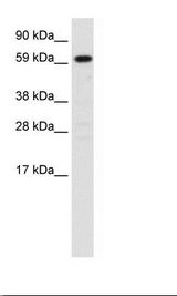 HNF4A / HNF4 Antibody - Fetal Liver Lysate.  This image was taken for the unconjugated form of this product. Other forms have not been tested.