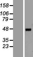 HNF4A / HNF4 Protein - Western validation with an anti-DDK antibody * L: Control HEK293 lysate R: Over-expression lysate