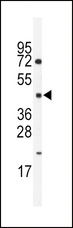 HNF4G / HNF4 Gamma Antibody - Western blot of anti-HNF4G Antibody in mouse spleen lysates (35 ug/lane). HNF4G (arrow) was detected using the purified antibody.