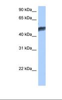 HNF4G / HNF4 Gamma Antibody - MCF7 cell lysate. Antibody concentration: 0.5 ug/ml. Gel concentration: 12%.  This image was taken for the unconjugated form of this product. Other forms have not been tested.