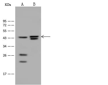 HNF4G / HNF4 Gamma Antibody - Anti-HNF4G rabbit polyclonal antibody at 1:500 dilution. Lane A: Mouse stomach tissue lysate. Lane B: Mouse spleen tissue lysate. Lysates/proteins at 30 ug per lane. Secondary: Goat Anti-Rabbit IgG (H+L)/HRP at 1/10000 dilution. Developed using the ECL technique. Performed under reducing conditions. Predicted band size: 46 kDa. Observed band size: 45 kDa.