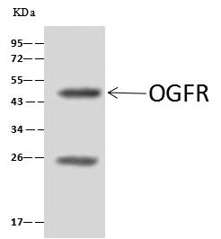 HNF4G / HNF4 Gamma Antibody - FGF5 was immunoprecipitated using: Lane A: 0.5 mg mousespleen tissue Lysate. 4 uL anti-FGF5 rabbit polyclonal antibody and 60 ug of Immunomagnetic beads Protein A/G. Primary antibody: Anti-FGF5 rabbit polyclonal antibody, at 1:100 dilution. Secondary antibody: Clean-Blot IP Detection Reagent (HRP) at 1:1000 dilution. Developed using the ECL technique. Performed under reducing conditions. Predicted band size: 46 kDa. Observed band size: 46 kDa.