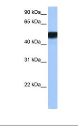 HNF4G / HNF4 Gamma Antibody - MCF7 cell lysate. Antibody concentration: 0.5 ug/ml. Gel concentration: 12%.  This image was taken for the unconjugated form of this product. Other forms have not been tested.