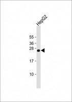 HNLF / TMED4 Antibody - Anti-TMED4 Antibody (Center) at 1:2000 dilution + HepG2 whole cell lysate Lysates/proteins at 20 ug per lane. Secondary Goat Anti-Rabbit IgG, (H+L), Peroxidase conjugated at 1:10000 dilution. Predicted band size: 26 kDa. Blocking/Dilution buffer: 5% NFDM/TBST.