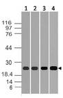 HNLF / TMED4 Antibody - Fig-1: Western blot analysis of ERS25. Anti-ERS25 antibody was used at 1 µg/ml on (1) MCF-7, (2) HepG2, (3) 3T3 and (4) Raw lysates.