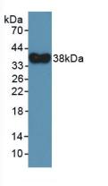 HNP-4 / DEFA4 Antibody - Western Blot; Sample: Recombinant DEFa4, Human.