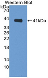 HNP-4 / DEFA4 Antibody - Western blot of recombinant HNP-4 / DEFA4.