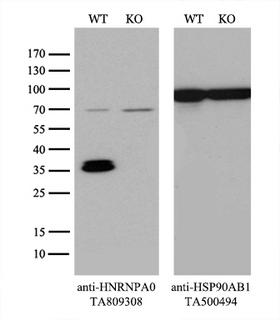 HnRNP A0 Antibody - Equivalent amounts of cell lysates  and HNRNPA0-Knockout 293T cells  were separated by SDS-PAGE and immunoblotted with anti-HNRNPA0 monoclonal antibody(1:500). Then the blotted membrane was stripped and reprobed with anti-HSP90AB1 antibody  as a loading control.