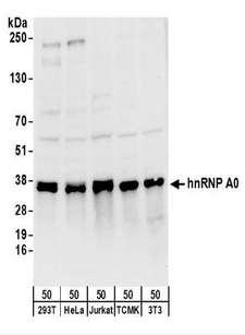 HnRNP A0 Antibody - Detection of Human and Mouse hnRNP A0 by Western Blot. Samples: Whole cell lysate (50 ug) from 293T, HeLa, Jurkat, mouse TCMK-1, and mouse NIH3T3 cells. Antibodies: Affinity purified rabbit anti-hnRNP A0 antibody used for WB at 0.4 ug/ml. Detection: Chemiluminescence with an exposure time of 10 seconds.
