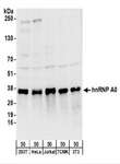 HnRNP A0 Antibody - Detection of Human and Mouse hnRNP A0 by Western Blot. Samples: Whole cell lysate (50 ug) from 293T, HeLa, Jurkat, mouse TCMK-1, and mouse NIH3T3 cells. Antibodies: Affinity purified rabbit anti-hnRNP A0 antibody used for WB at 0.4 ug/ml. Detection: Chemiluminescence with an exposure time of 10 seconds.