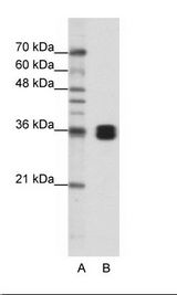 HnRNP A0 Antibody - A: Marker, B: Jurkat Cell Lysate.  This image was taken for the unconjugated form of this product. Other forms have not been tested.