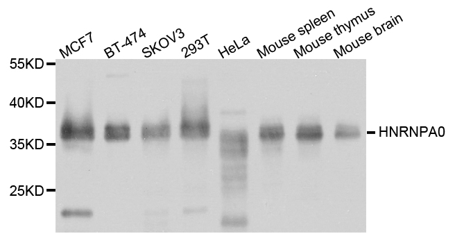 HnRNP A0 Antibody - Western blot analysis of extract of various cells.