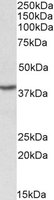 HnRNP-E1 / PCBP1 Antibody - PCBP1 antibody (0.1 ug/ml) staining of PBMC lysate (35 ug protein/ml in RIPA buffer). Primary incubation was 1 hour. Detected by chemiluminescence.