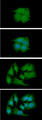 HnRNP-E1 / PCBP1 Antibody - ICC/IF analysis of PCBP1 in MCF-7 cells line, stained with DAPI (Blue) for nucleus staining and monoclonal anti-human PCBP1 antibody (1:100) with goat anti-mouse IgG-Alexa fluor 488 conjugate (Green).ICC/IF analysis of PCBP1 in HeLa cells line, stained with DAPI (Blue) for nucleus staining and monoclonal anti-human PCBP1 antibody (1:100) with goat anti-mouse IgG-Alexa fluor 488 conjugate (Green).