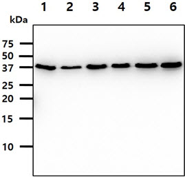 HnRNP-E1 / PCBP1 Antibody - The cell lysates (40ug) were resolved by SDS-PAGE, transferred to PVDF membrane and probed with anti-human PCBP1 antibody (1:500). Proteins were visualized using a goat anti-mouse secondary antibody conjugated to HRP and an ECL detection system. Lane 1.: HeLa cell lysate Lane 2.: HepG2 cell lysate Lane 3.: K562 cell lysate Lane 4.: 293T cell lysate Lane 5.: Jurkat cell lysate Lane 6.: MCF7 cell lysate