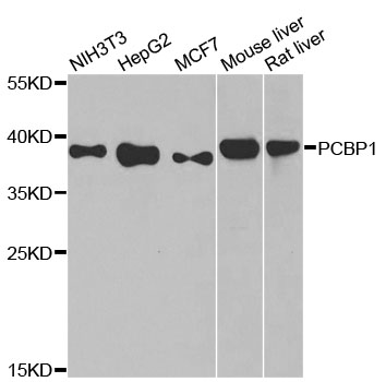 HnRNP-E1 / PCBP1 Antibody - Western blot analysis of extracts of various cell lines, using PCBP1 antibody at 1:1000 dilution. The secondary antibody used was an HRP Goat Anti-Rabbit IgG (H+L) at 1:10000 dilution. Lysates were loaded 25ug per lane and 3% nonfat dry milk in TBST was used for blocking. An ECL Kit was used for detection and the exposure time was 30s.