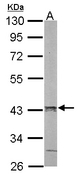 HNRNP-E2 / PCBP2 Antibody - Sample (50 ug of whole cell lysate). A: mouse liver. 10% SDS PAGE. HNRNP-E2 / PCBP2 antibody diluted at 1:1000.