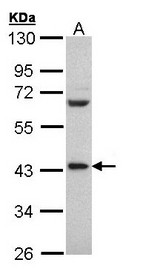 HNRNP-E2 / PCBP2 Antibody - Sample (30 ug of whole cell lysate). A: Hep G2 . 10% SDS PAGE. HNRNP-E2 / PCBP2 antibody diluted at 1:500