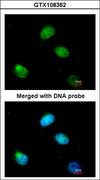 HNRNP-E2 / PCBP2 Antibody - Immunofluorescence of paraformaldehyde-fixed HeLa using PCBP2 antibody at 1:200 dilution.