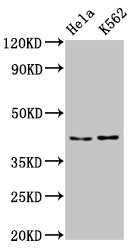 HNRNP-E2 / PCBP2 Antibody - Positive Western Blot detected in Hela whole cell lysate, K562 whole cell lysate. All lanes: PCBP2 antibody at 5.3 µg/ml Secondary Goat polyclonal to rabbit IgG at 1/50000 dilution. Predicted band size: 39, 35, 36, 34 KDa. Observed band size: 43 KDa