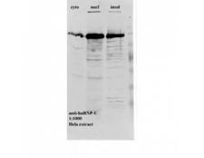 hnRNP F + H Antibody - Western blot of HNRNPF/H antibody.