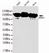 HnRNP U Antibody - Western blot detection of HNRNPU in :K562 , Jurkat &Hela cell lysates (1:1000 diluted).