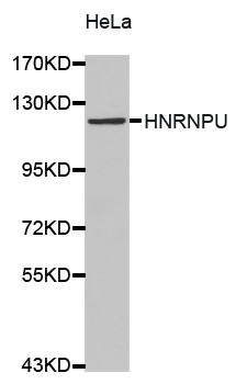 HnRNP U Antibody - Western blot analysis of extracts of HeLa cellss.