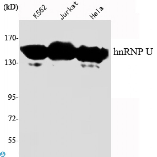 HnRNP U Antibody - Western Blot (WB) analysis using hnRNP U Monoclonal Antibody against K562, Jurkat, HeLa cell lysate.