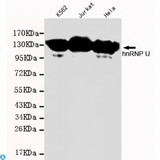 HnRNP U Antibody - Western blot detection of hnRNP U in K562, Jurkat and Hela cell lysates and using hnRNP U mouse mAb (1:1000 diluted). Predicted band size: 110KDa. Observed band size: 110KDa.
