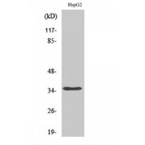 HNRNPA2B1 Antibody - Western blot of hnRNP A2/B1 antibody