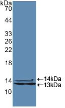 HNRNPA2B1 Antibody - Western Blot; Sample: Recombinant HNRPA2B1, Human.