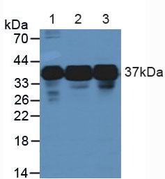 HNRNPA2B1 Antibody - Western Blot; Sample: Lane1: Human A549 Cells; Lane2: Human Jurkat Cells; Lane3: Human K562 Cells.