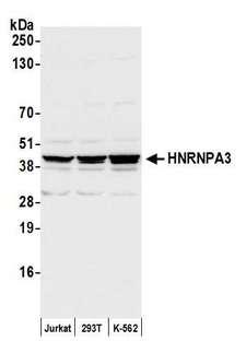 HNRNPA3 / HnRNP A3 Antibody - Detection of human HNRNPA3 by western blot. Samples: Whole cell lysate (50 µg) from Jurkat, HEK293T, and K-562 cells prepared using NETN lysis buffer. Antibody: Affinity purified rabbit anti-HNRNPA3 antibody used for WB at 1:1000. Detection: Chemiluminescence with an exposure time of 3 seconds.