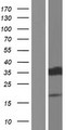 HNRNPAB Protein - Western validation with an anti-DDK antibody * L: Control HEK293 lysate R: Over-expression lysate