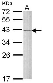 HNRNPC / HNRNP C Antibody - Sample (30 ug of whole cell lysate). A: Raji. 12% SDS PAGE. HNRNPC antibody diluted at 1:1000.