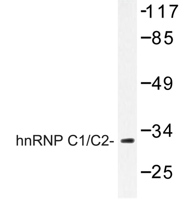 HNRNPC / HNRNP C Antibody - Western blot of hnRNP C1/C2 (D271) pAb in extracts from HepG2 cells.