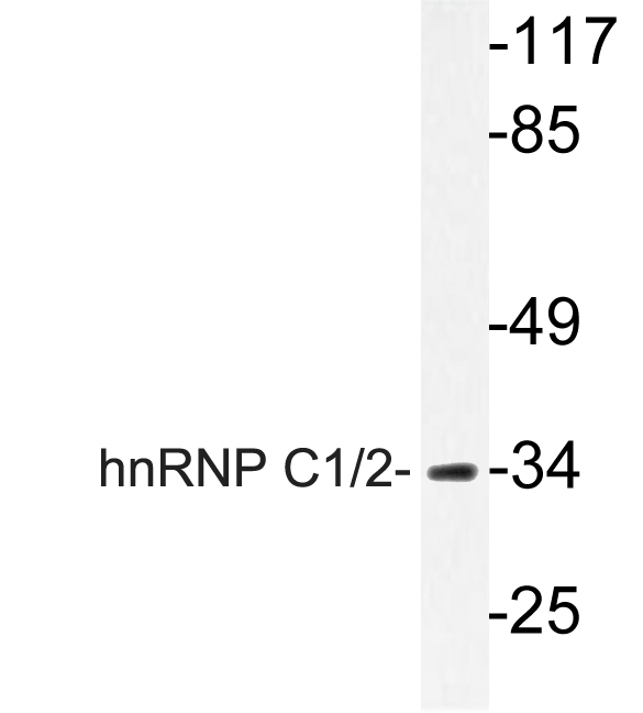 HNRNPC / HNRNP C Antibody - Western blot of hnRNP C1/2 (G256) pAb in extracts from HUVEC cells.