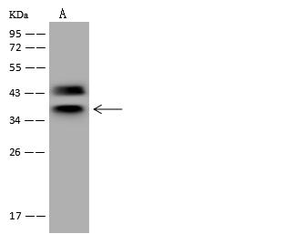 HNRNPC / HNRNP C Antibody - Anti-HNRNPC rabbit polyclonal antibody at 1:500 dilution. Lane A: HeLa Whole Cell Lysate. Lysates/proteins at 30 ug per lane. Secondary: Goat Anti-Rabbit IgG (H+L)/HRP at 1/10000 dilution. Developed using the ECL technique. Performed under reducing conditions. Predicted band size: 34 kDa. Observed band size: 36 kDa.