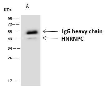 HNRNPC / HNRNP C Antibody - HNRNPC was immunoprecipitated using: Lane A: 0.5 mg HeLa Whole Cell Lysate. 4 uL anti-HNRNPC rabbit polyclonal antibody and 60 ug of Immunomagnetic beads Protein A/G. Primary antibody: Anti-HNRNPC rabbit polyclonal antibody, at 1:100 dilution. Secondary antibody: Goat Anti-Rabbit IgG (H+L)/HRP at 1/10000 dilution. Developed using the ECL technique. Performed under reducing conditions. Predicted band size: 34 kDa. Observed band size: 43 kDa.