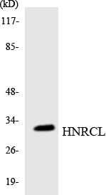 HNRNPCL1 Antibody - Western blot analysis of the lysates from RAW264.7cells using HNRCL antibody.