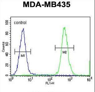 HNRNPCL1 Antibody - HNRNPCL1 Antibody flow cytometry of MDA-MB435 cells (right histogram) compared to a negative control cell (left histogram). FITC-conjugated goat-anti-rabbit secondary antibodies were used for the analysis.