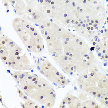 HNRNPCL1 Antibody - Immunohistochemistry of paraffin-embedded human stomach tissue.