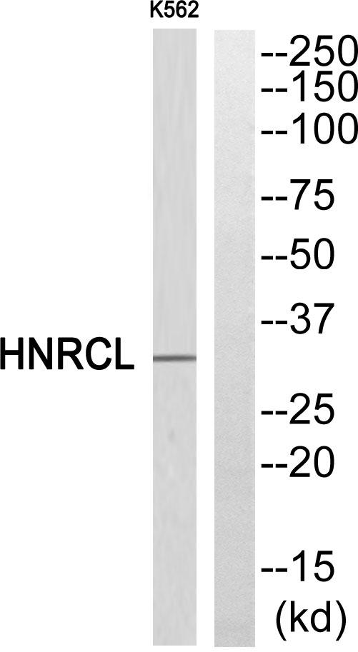 HNRNPCL1 Antibody - Western blot analysis of extracts from K562 cell, using HNRCL antibody.