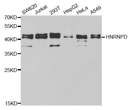 HNRNPD / AUF1 Antibody - Western blot analysis of extracts of various cell lines.