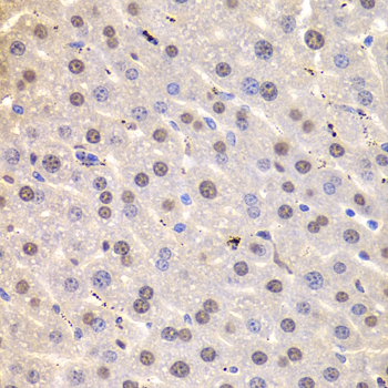 HNRNPD / AUF1 Antibody - Immunohistochemistry of paraffin-embedded Mouse liver tissue.