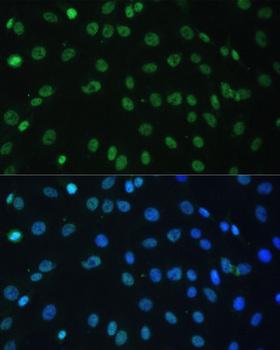 HNRNPD / AUF1 Antibody - Immunofluorescence analysis of C6 cells using HNRNPD Polyclonal Antibody at dilution of 1:100.Blue: DAPI for nuclear staining.