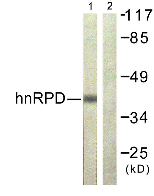 HNRNPD / AUF1 Antibody - Western blot analysis of extracts from 293 cells, using hnRPD (Ab-83) antibody.