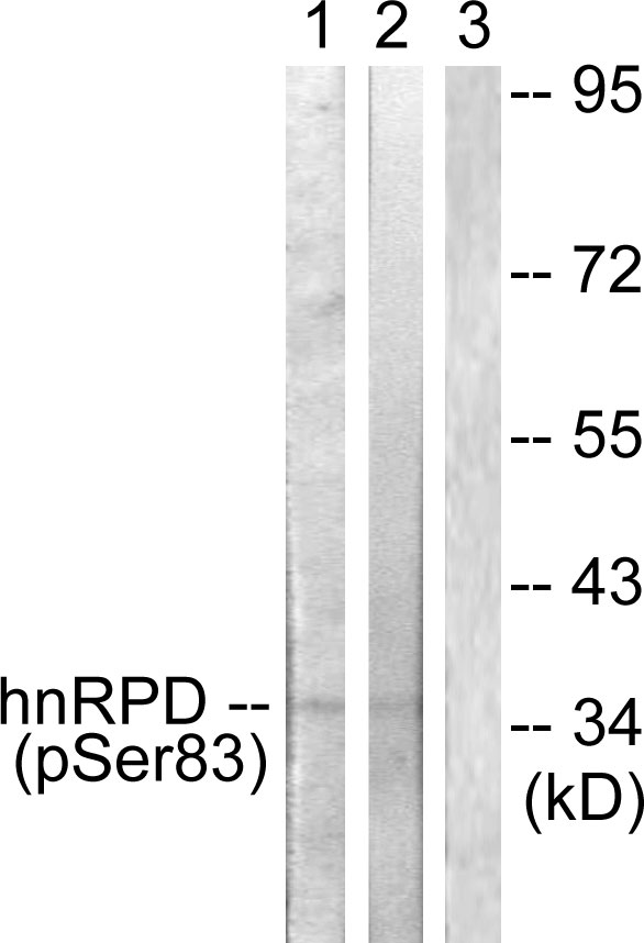 HNRNPD / AUF1 Antibody - Western blot analysis of lysates from HUVEC and 293 cells, using hnRPD (Phospho-Ser83) Antibody. The lane on the right is blocked with the phospho peptide.