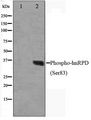HNRNPD / AUF1 Antibody - Western blot of HUVEC cell lysate using Phospho-hnRPD(Ser83) Antibody.