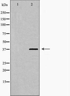 HNRNPD / AUF1 Antibody - Western blot analysis of hnRPD (Phospho-Ser83) expression in 293 cells extract. The lane on the left is treated with the antigen-specific peptide.